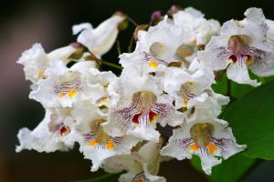 Catalpa