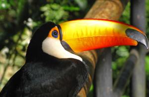 Toco toucan