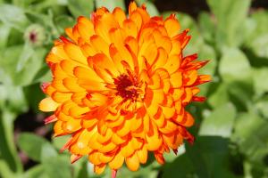 Pot marigold