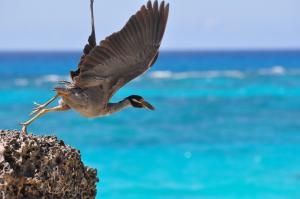 Yellow-crowned night heron