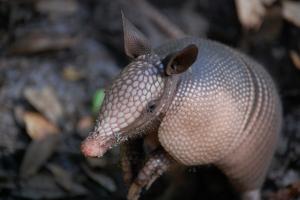 Armadillo