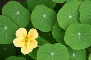 Tropaeolum majus