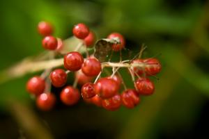 Red Baneberry