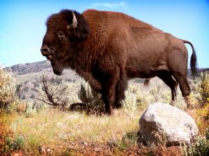 Buffalo