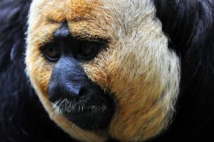 White-faced saki