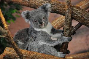 Koalas