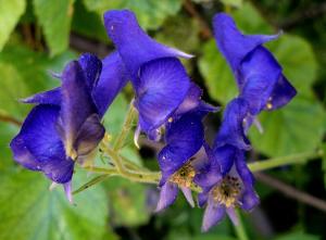 Monkshood