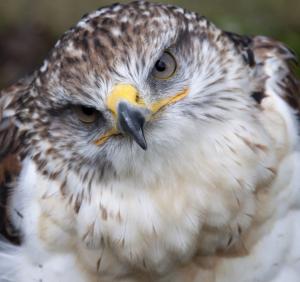 Ferruginous Hawk