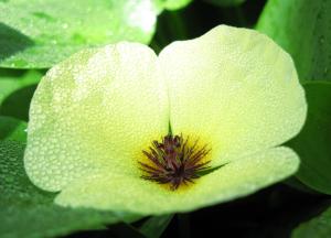 Water poppy