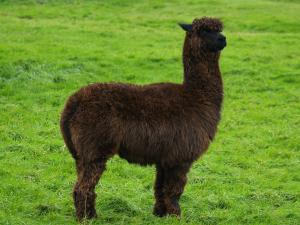 Llama