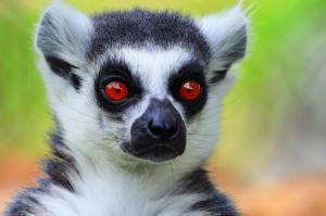 Lemur