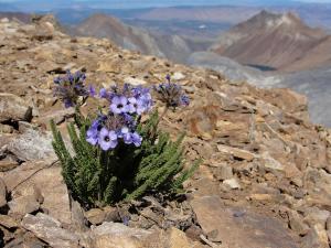 Polemonium eximium