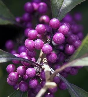 Callicarpa