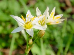 Nothoscordum bivalve