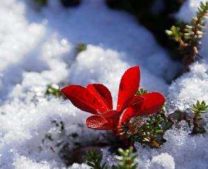 Mountain Bearberry