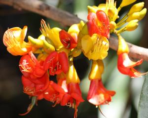 Castanospermum australe