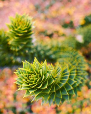 Monkey puzzle tree