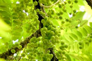 Indian gooseberry