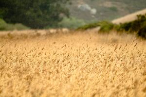 Foxtail Grass