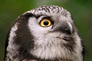 Northern hawk-owl