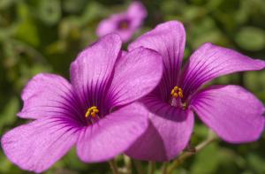 Vinagrillo rosado