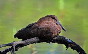 Hamerkop