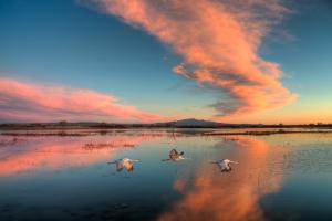 Bosque del Apache National Wildlife Refuge