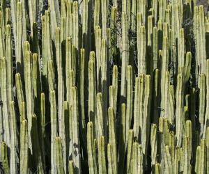 Canary Island spurge