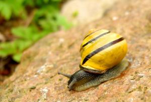 Snail