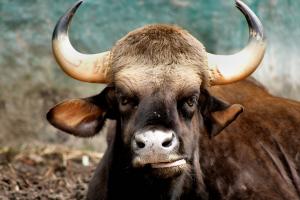 Gaur