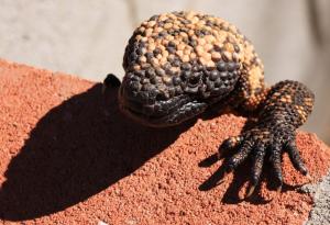 Gila monster