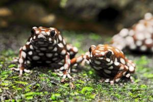 Marañón poison frog