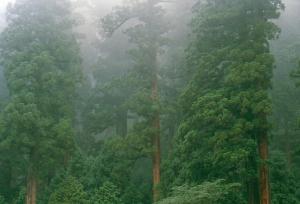 Japanese cedars