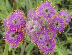 Purple prairie clover