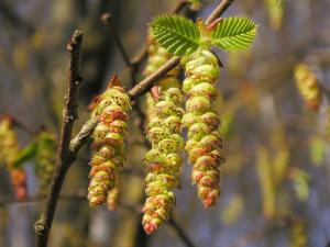 European Hornbeam