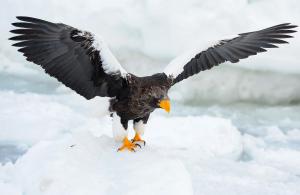 Steller's sea eagle