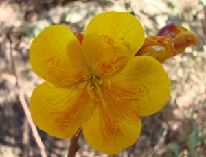 Yellow Cotton Tree