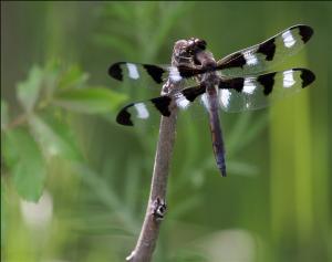 Long-tailed Skimmer