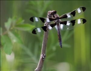 Plathemis lydia