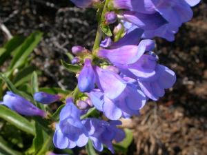 Penstemon cyananthus