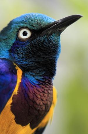 Golden-breasted starling