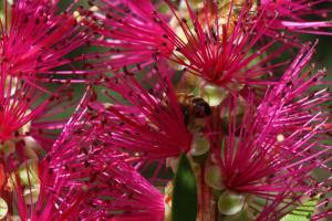 Bottlebrushes