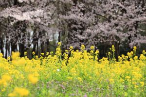 Rapeseeds