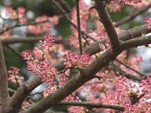 Staphylea holocarpa