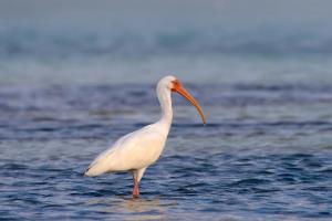 American white ibis