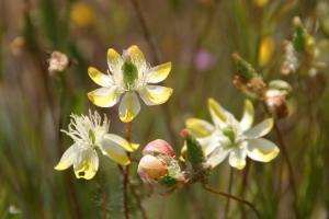 Platystemon californicus