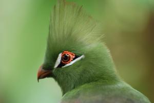 Guinea turaco