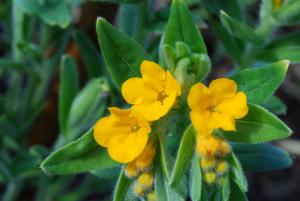 Lithospermum canescens