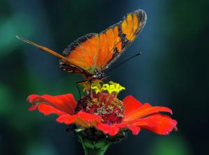 Dryas iulia