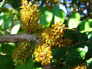 Carob tree